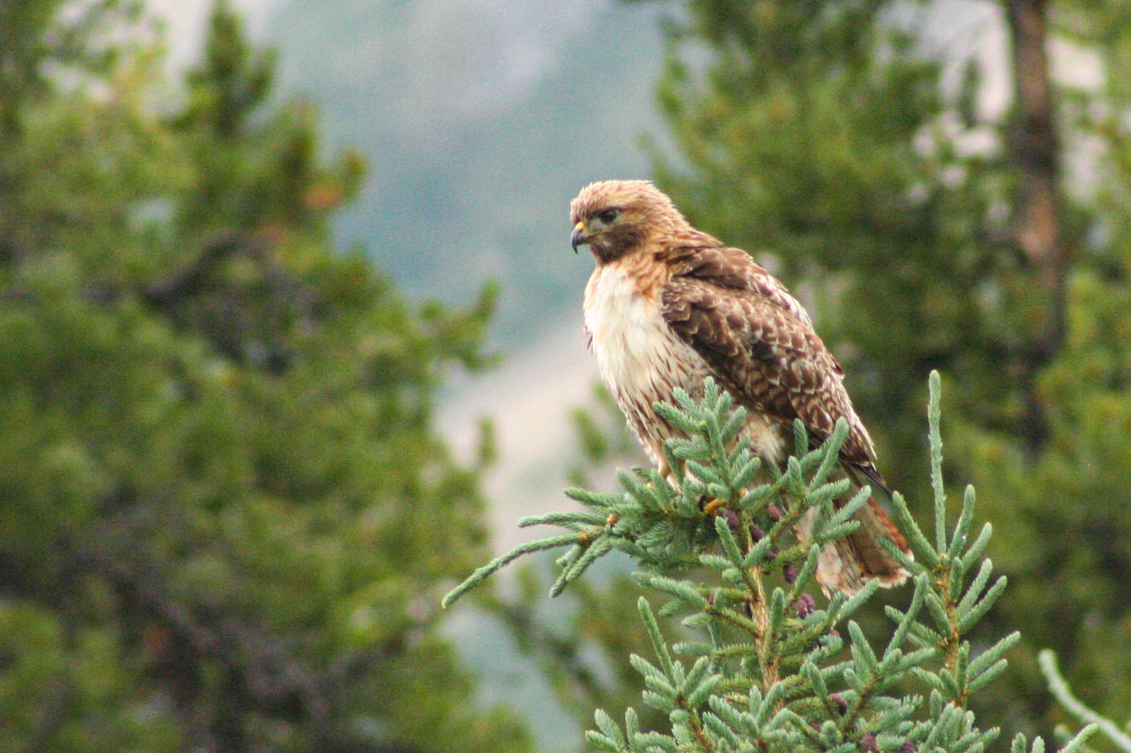 Fauna Redtail Hawk - Explore Jasper