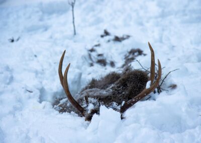 Deer Carcass - Explore Jasper