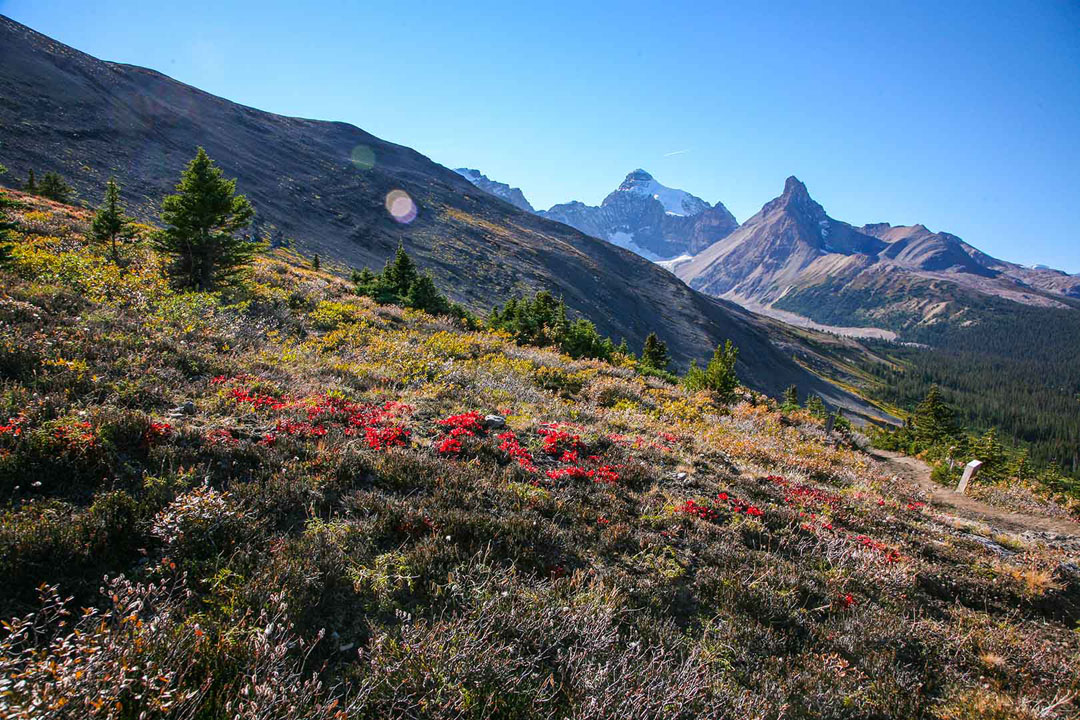 Parkers Ridge | All about Jasper National Park